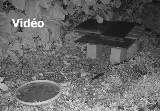 clic pour voir la vidéo