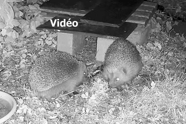 clic pour voir la vidéo