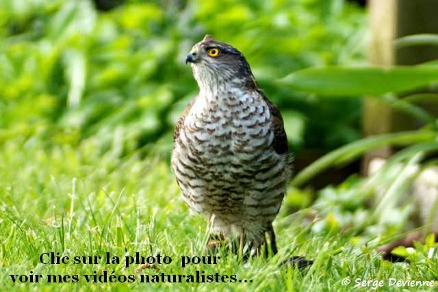 Clic sur la photo pour voir mes vidéos naturalistes...