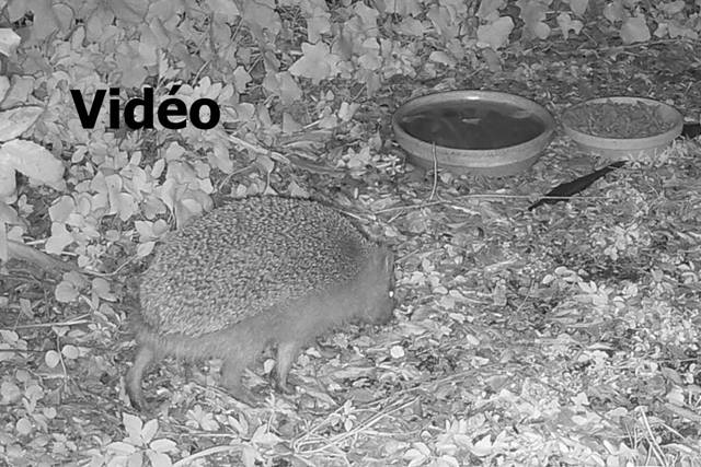 clic pour voir la vidéo