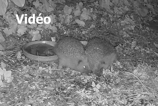 clic pour voir la vidéo