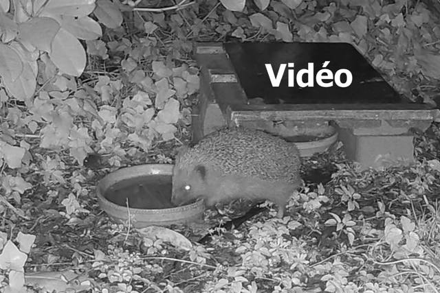 clic pour voir la vidéo