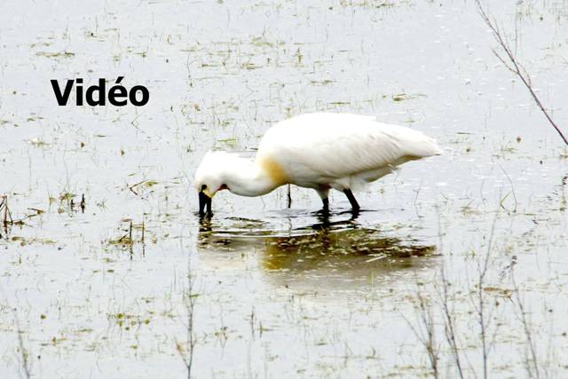 clic pour voir la vidéo