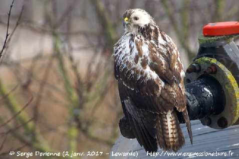 Buse variable - Lewarde - janvier 2017  