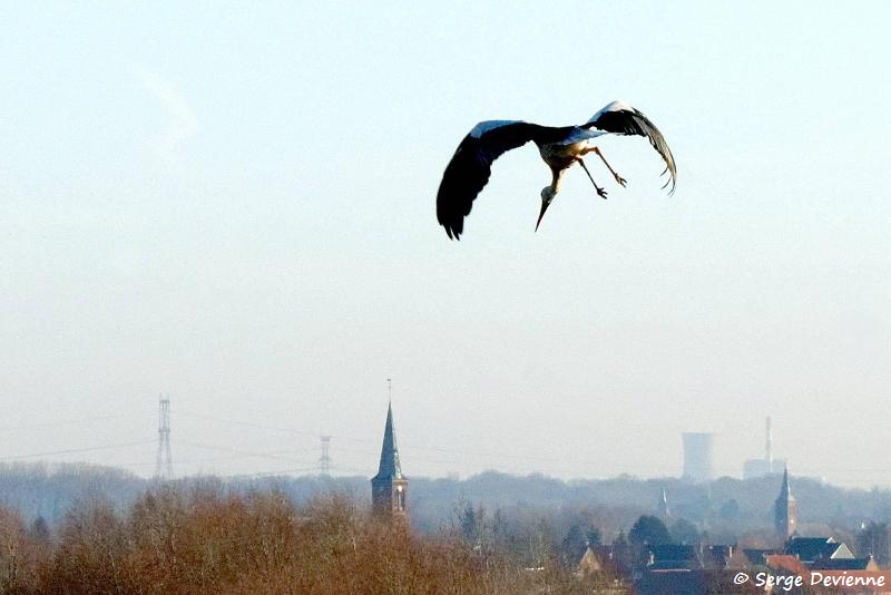 Cigogne blanche devant églises de Masny et Ecaillon. Au fond centrale Honaing...   