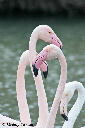 Flamants  roses - Camargue (nov.2010)  