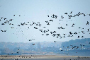 Grues cendrées au lac du Der (oct.2011)