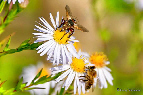 Abeilles domestiques (oct. 2013)