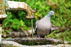 Pigeon ramier (juillet 2014)  