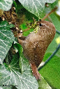 Troglodyte mignon (avril 2012)  