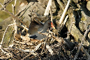 Gallinule poule-d'eau au nid (avril 2011)  