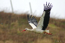 Cigogne blanche  (Lewarde janvier - février 2013)