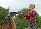 Antoine et le Lama...   Zoo de Maubeuge (août 2014)  