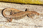 Lézard des murailles  Terril Sainte Marie Auberchicourt (févr. 2014)