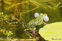 Grenouille verte mâle (sacs vocaux) juin 2011