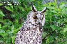 Hibou moyen duc (mai 2013)