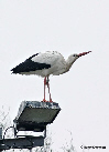 Cigogne blanche Centre Sita-Nord LEWARDE (Nord) (janv.2011)  