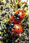 Coccinelles à sept points (mars 2011)