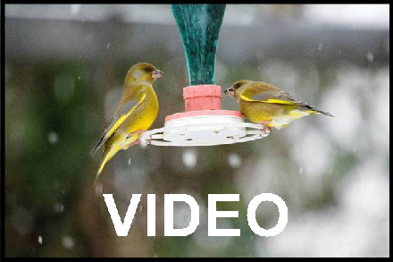 clic pour voir la vidéo