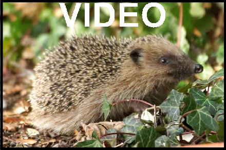 clic pour voir la vidéo