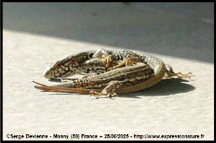 clic pour agrandir