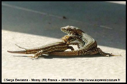 clic pour agrandir