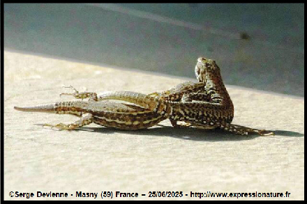 clic pour agrandir