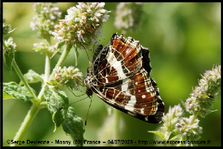 clic pour agrandir
