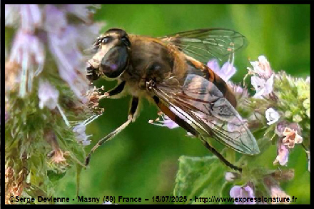 clic pour agrandir
