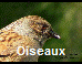 Oiseaux