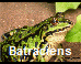 Batraciens