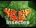 Insectes