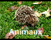 Autres Animaux