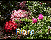 Flore
