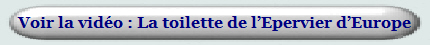 Voir la vidéo : La toilette de l’Epervier d’Europe 