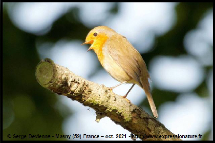 clic pour agrandir