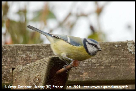 clic pour agrandir