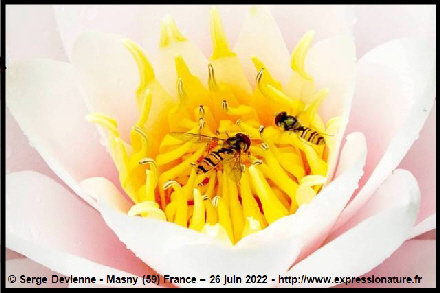 clic pour agrandir