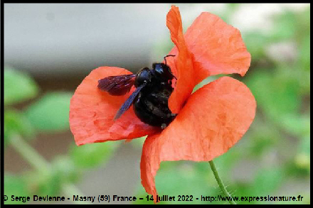 clic pour agrandir