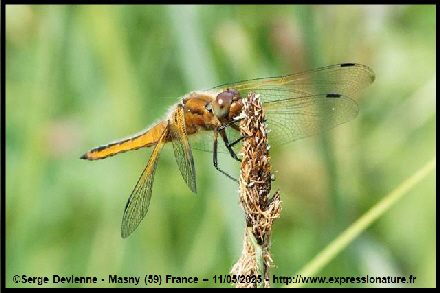 clic pour agrandir